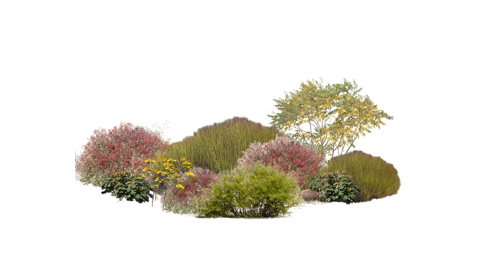 Mezcla arbustiva xerofila