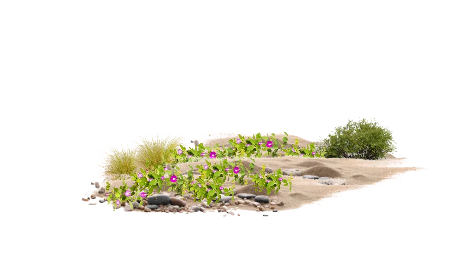 Mezcla de cubresuelos y estratos bajos