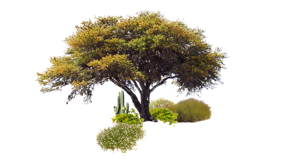 Mezcla de matorral denso