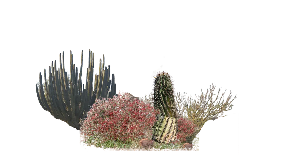 Mezcla de matorral xerof