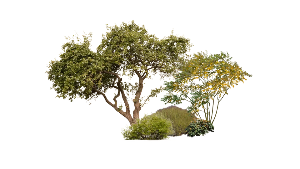 Mezcla de vegetación arborea