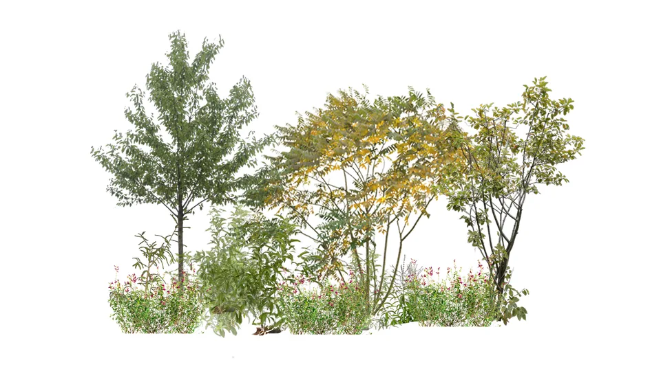 250528 Mezcla de vegetacion miyawaki