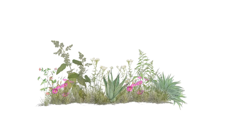 250528 Mezcla de vegetacion   xerofila