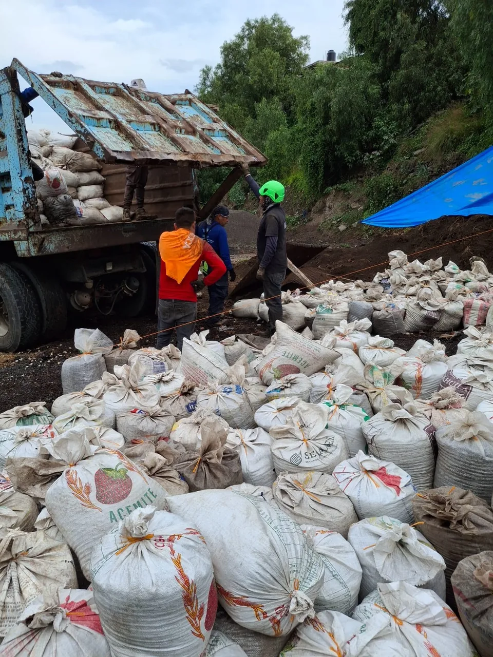 Vegetación sullivan