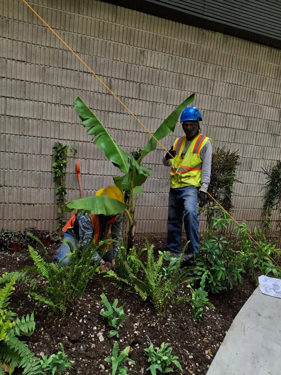 Vegetación sullivan 2