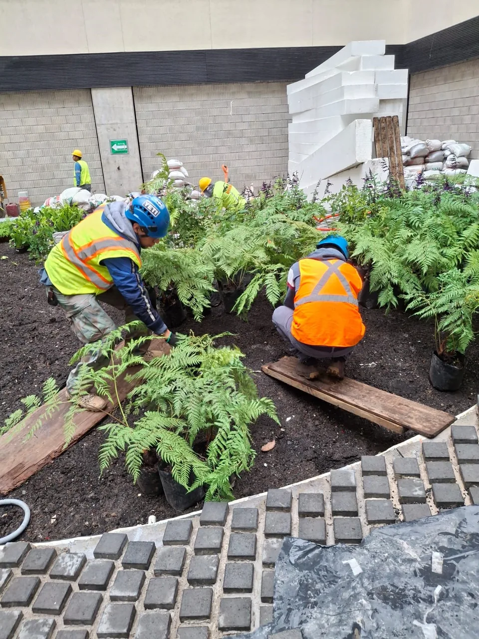 Vegetación sullivan