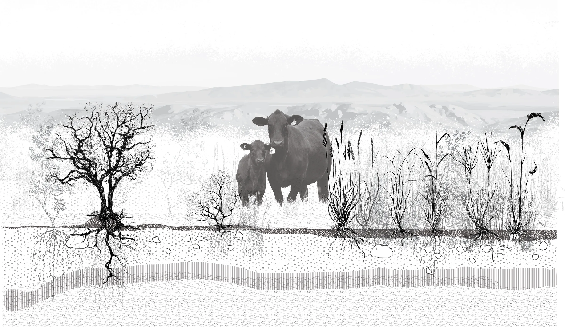 Grassland section 01